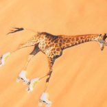 Világos narancssárga gyerekpóló 116