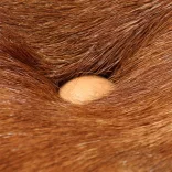 2 db barna valódi bőr nyers mangófa bárszék