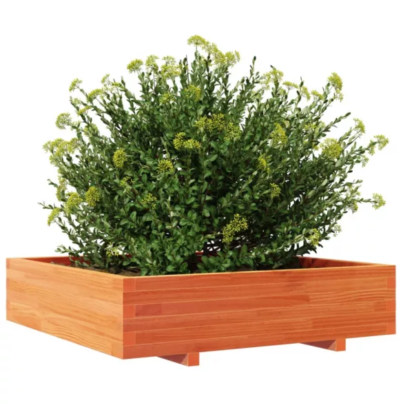 viaszbarna tömör fenyőfa kerti virágláda 100 x 100 x 26,5 cm